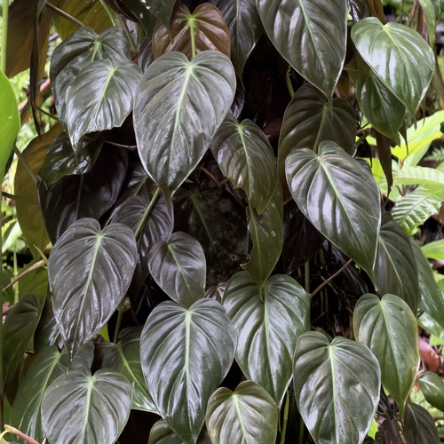 heart-leaf philodendron