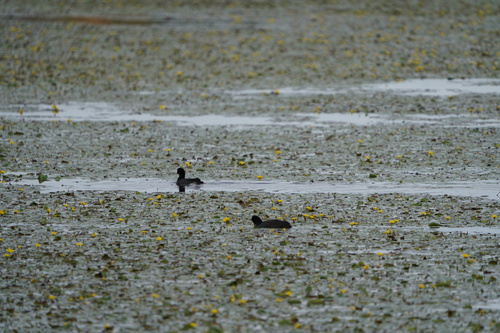 Eurasian Coot