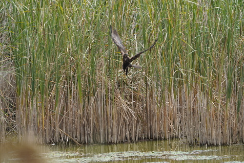 Eurasian Marsh Harrier
