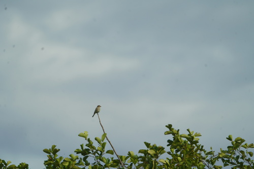Red-backed Shrike