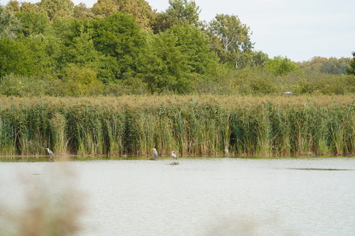 Grey Heron