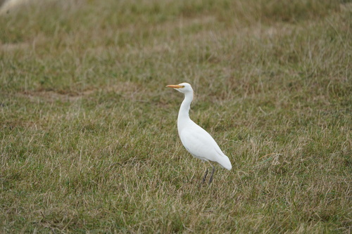 Western Cattle-Egret