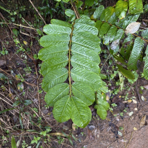 Candelabra Bush