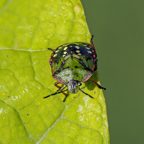 Southern Green Stink Bug