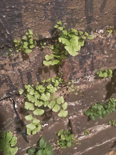 black maidenhair fern