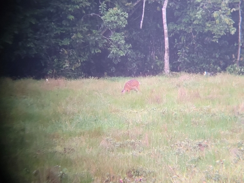 Sitatunga