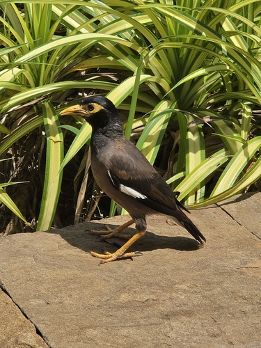 Common Myna