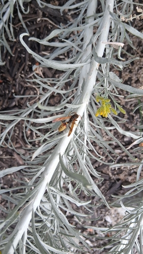 Western Paper Wasp