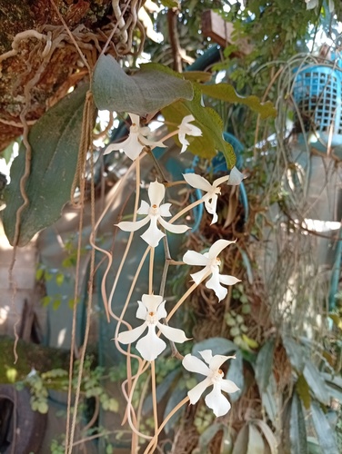 Aerangis kotschyana