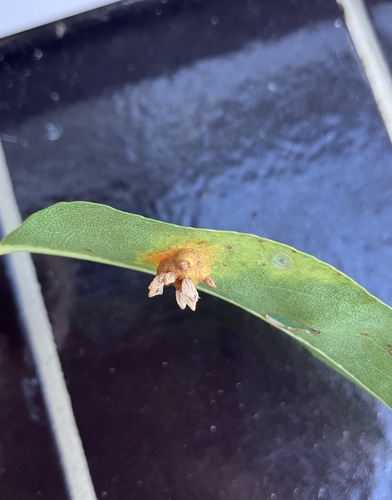 Pear Rust