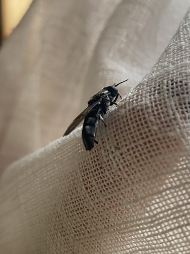 Black Soldier Fly