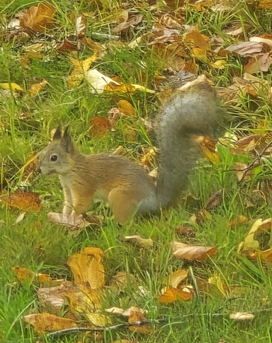 Eurasian Red Squirrel