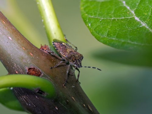 Sloe Bug