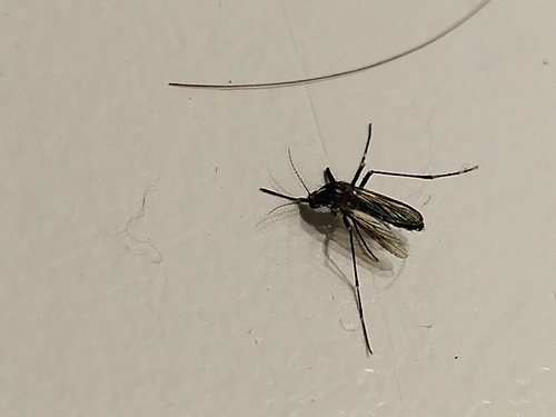 Asian Tiger Mosquito