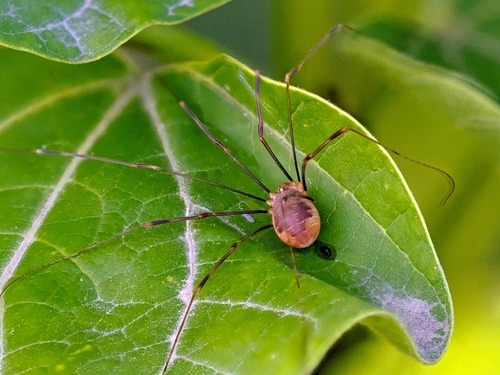 Canestrini's Harvestman
