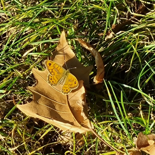 Wall Brown