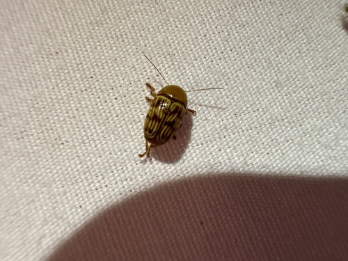 Cryptocephalus fulguratus