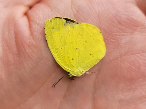 Japanese common grass yellow