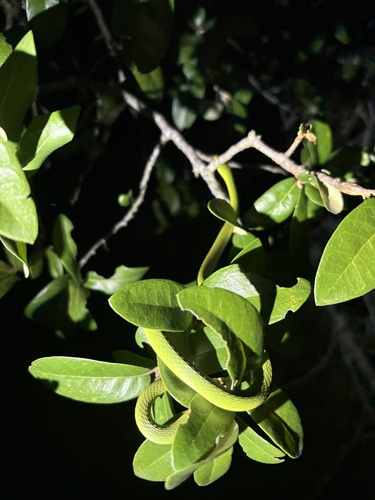 Rough Greensnake