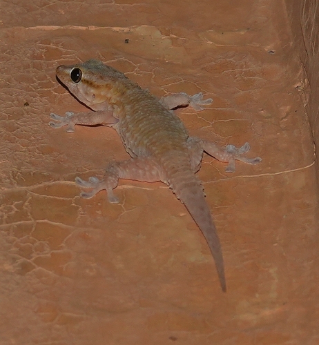 Morocco Wall Gecko