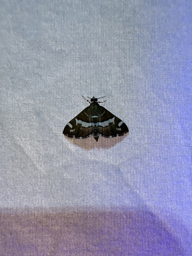 Hawaiian Beet Webworm Moth