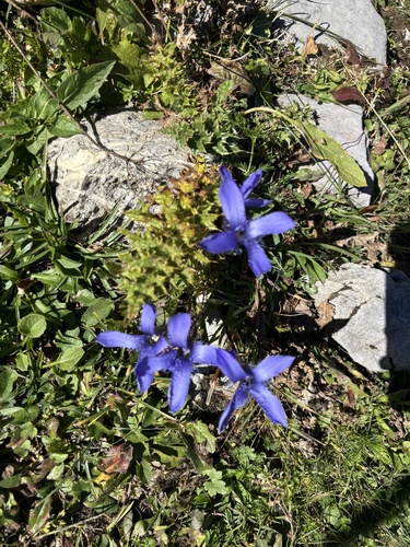 Fringe-flowered Gentian
