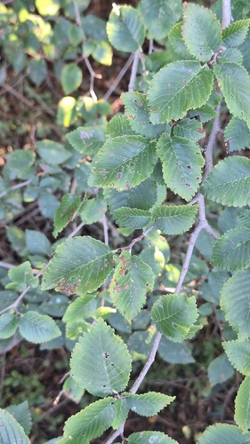 Field Elm