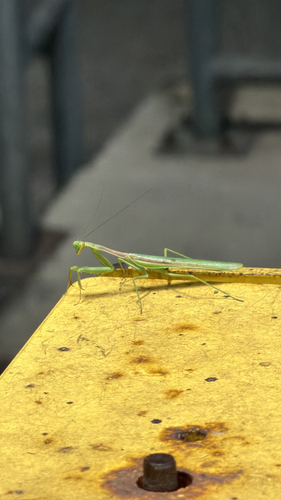 Arizona Mantis
