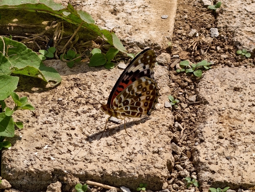 Tropical Fritillary