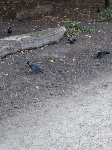 Eurasian Jackdaw