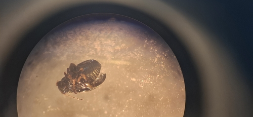 Chaetocnema hortensis