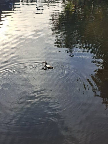 Great Crested Grebe