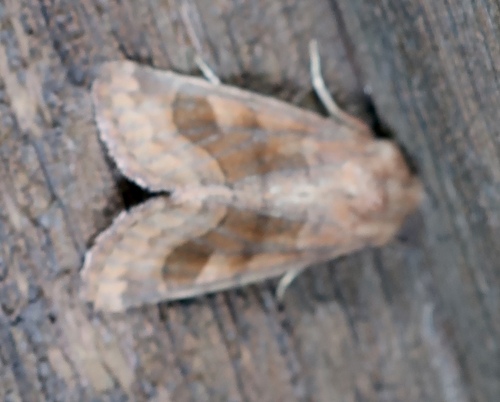 Bronzed Cutworm Moth
