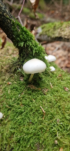 porcelain mushroom