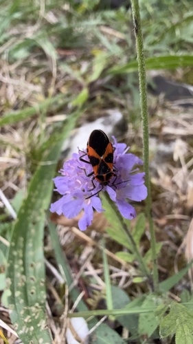 Tropidothorax leucopterus