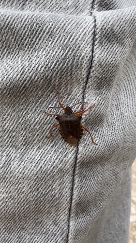 Forest Bug