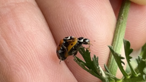 Variegated Lady Beetle