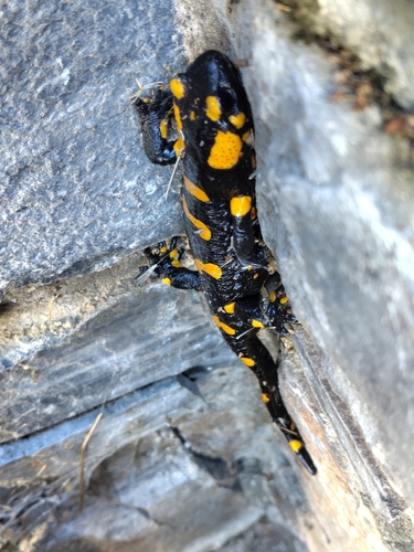 Fire Salamander