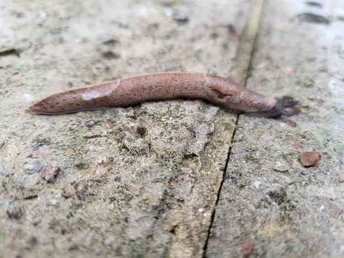 Spotted Keeled Slug
