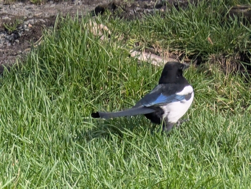 Eurasian Magpie