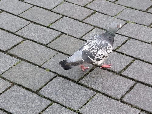Feral Pigeon