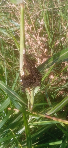 Sporisorium reilianum