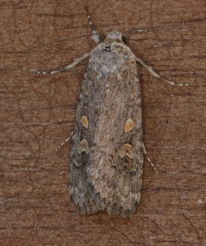 Beet Armyworm Moth