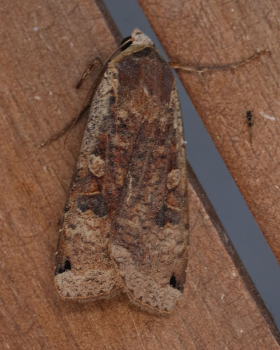 Large Yellow Underwing