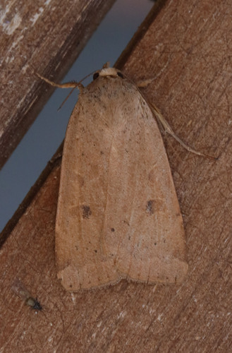 Lesser Yellow Underwing