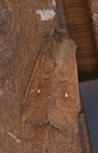 The White-Point
