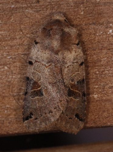 Brown-spot Pinion