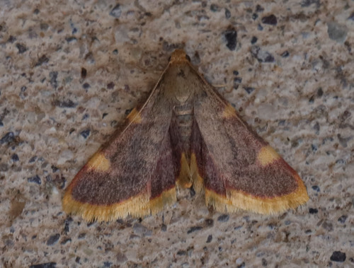 Clover Hayworm Moth