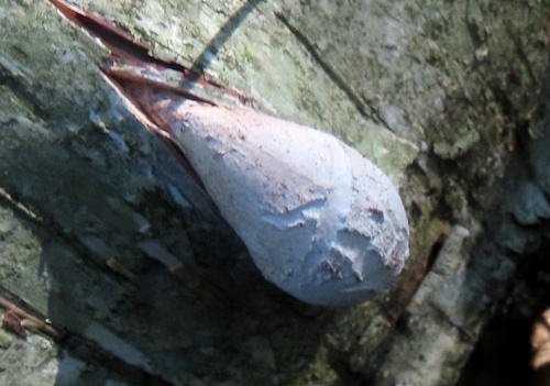 birch polypore