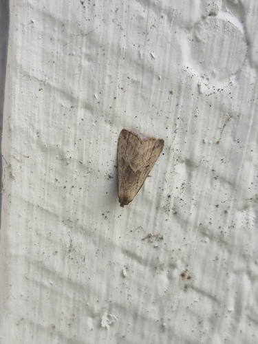 Marsh Oblique-barred